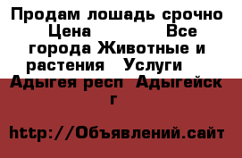 Продам лошадь срочно › Цена ­ 30 000 - Все города Животные и растения » Услуги   . Адыгея респ.,Адыгейск г.